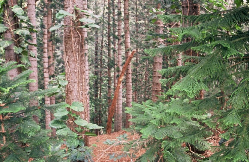 Keaīwa Heiau State Recreation Area